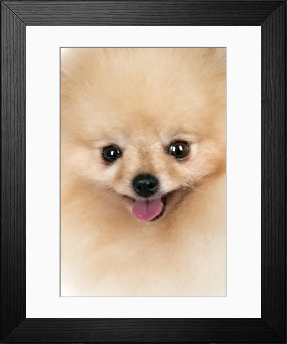 Framed Print : Picture No. 10983880 Framed Print : Picture No. 10983880