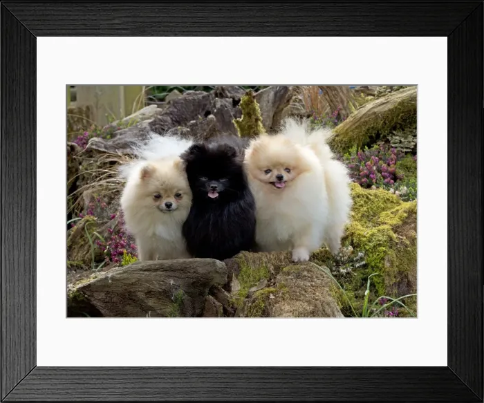 Framed Print : Picture No. 10983884 Framed Print : Picture No. 10983884