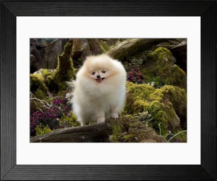 Framed Print : Picture No. 10983883 Framed Print : Picture No. 10983883