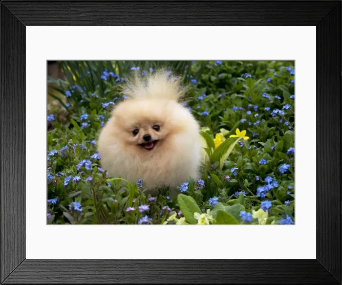 Framed Print : Picture No. 10983887 Framed Print : Picture No. 10983887