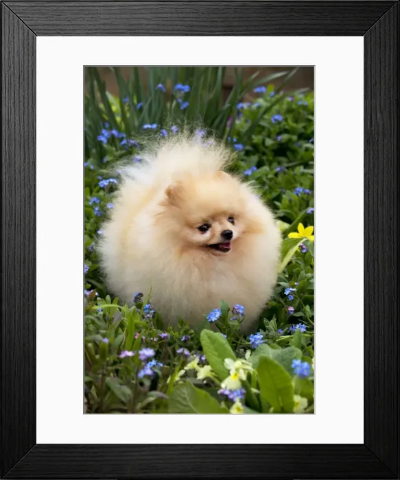 Framed Print : Picture No. 10983889