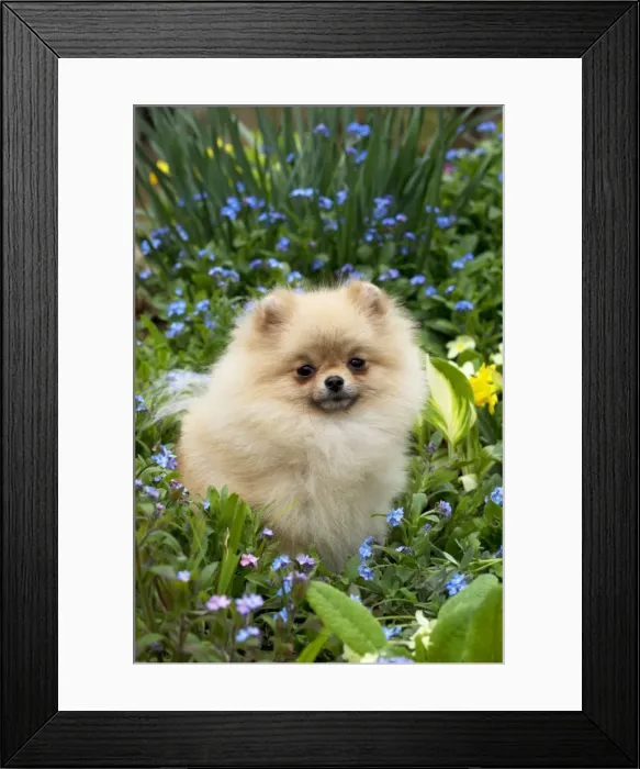 Framed Print : Picture No. 10983891 Framed Print : Picture No. 10983891