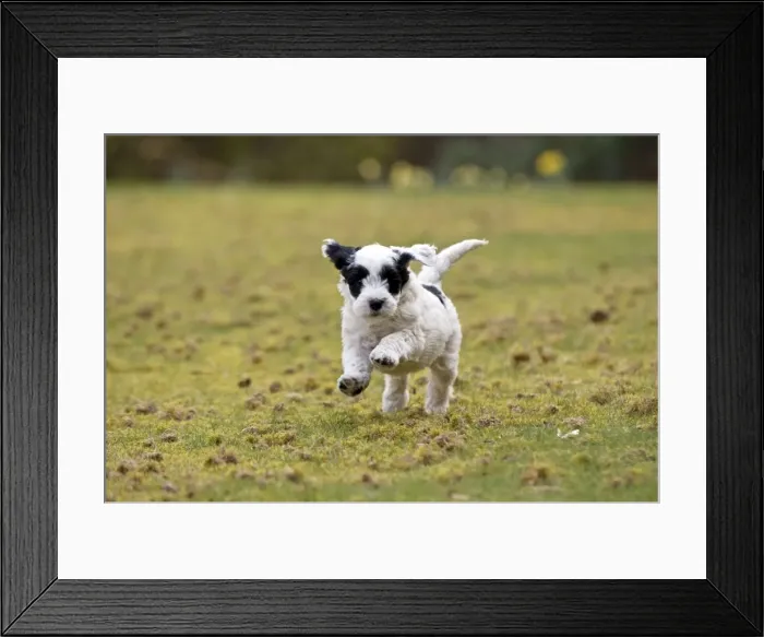 Framed Print : Picture No. 10983876 Framed Print : Picture No. 10983876