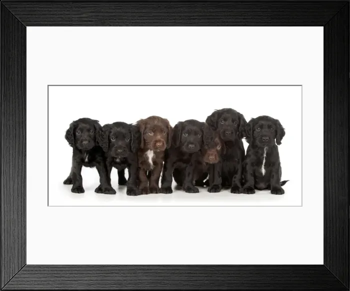 Framed Print : Picture No. 10983895 Framed Print : Picture No. 10983895