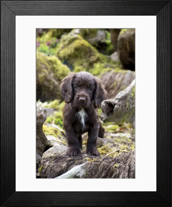 Framed Print : Picture No. 10983897 Framed Print : Picture No. 10983897