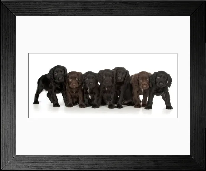Framed Print : Picture No. 10983896 Framed Print : Picture No. 10983896