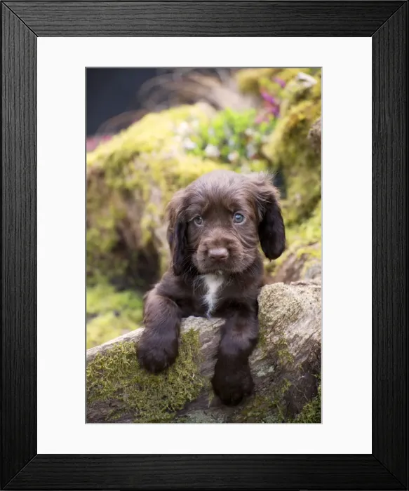 Framed Print : Picture No. 10983898 Framed Print : Picture No. 10983898