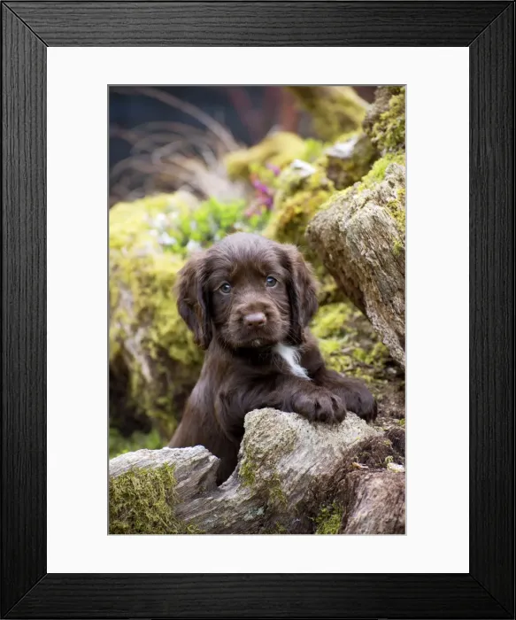 Framed Print : Picture No. 10983899 Framed Print : Picture No. 10983899