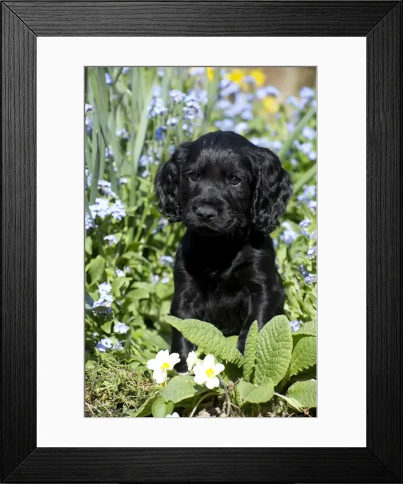 Framed Print : Picture No. 10983905 Framed Print : Picture No. 10983905