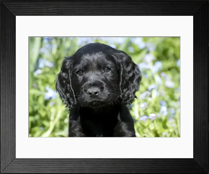 Framed Print : Picture No. 10983904 Framed Print : Picture No. 10983904
