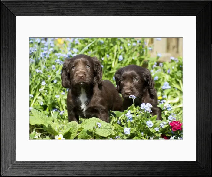 Framed Print : Picture No. 10983907 Framed Print : Picture No. 10983907