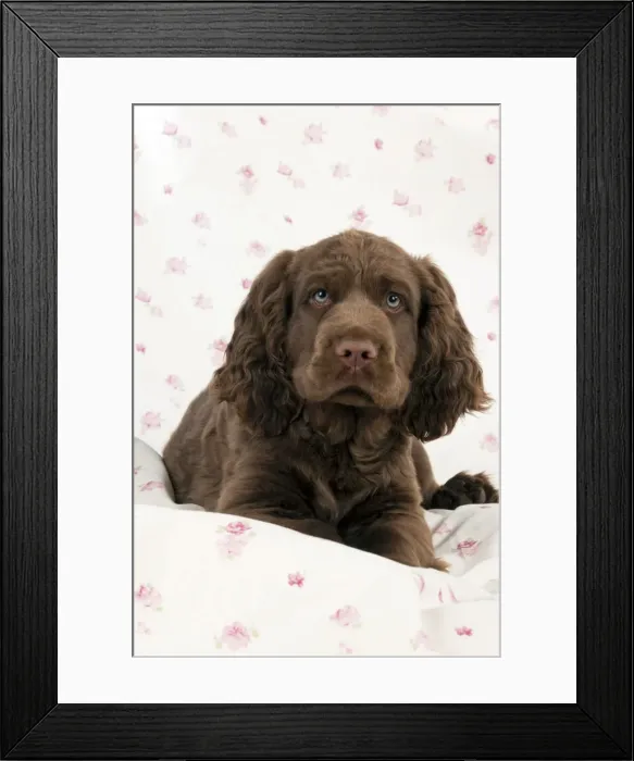 Framed Print : Picture No. 10983916 Framed Print : Picture No. 10983916