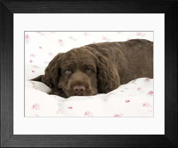 Framed Print : Picture No. 10983915 Framed Print : Picture No. 10983915