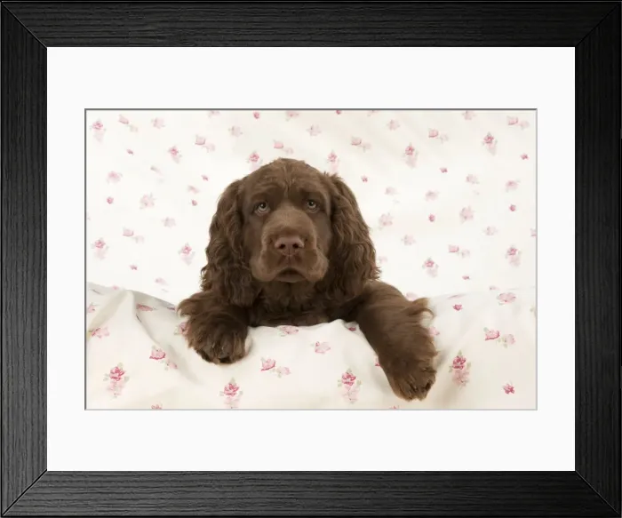 Framed Print : Picture No. 10983917 Framed Print : Picture No. 10983917
