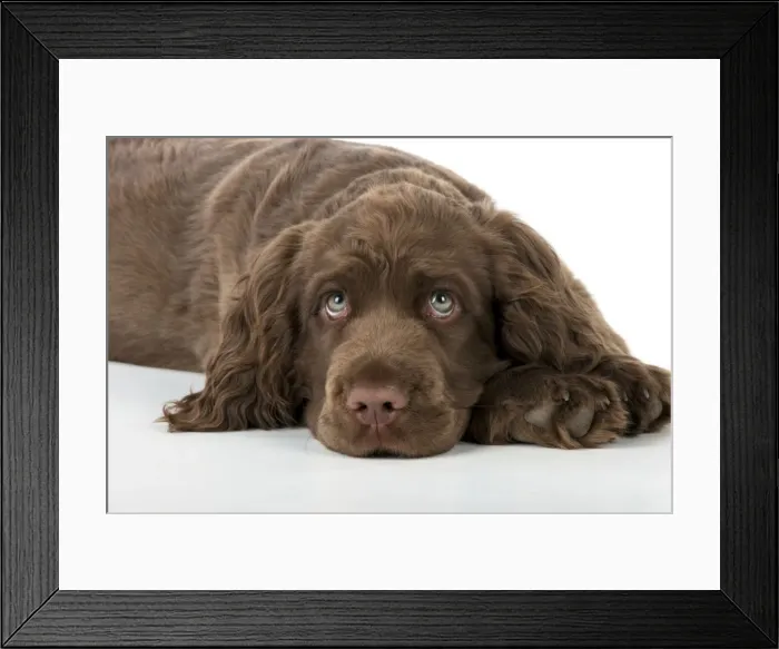 Framed Print : Picture No. 10983914 Framed Print : Picture No. 10983914