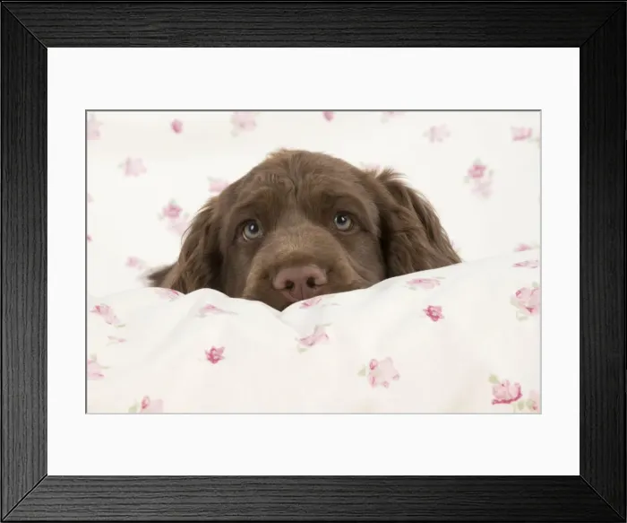 Framed Print : Picture No. 10983918 Framed Print : Picture No. 10983918