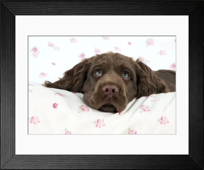 Framed Print : Picture No. 10983919 Framed Print : Picture No. 10983919