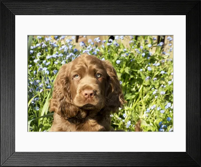 Framed Print : Picture No. 10983930 Framed Print : Picture No. 10983930