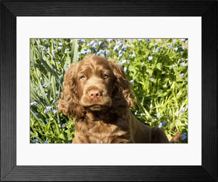 Framed Print : Picture No. 10983929 Framed Print : Picture No. 10983929