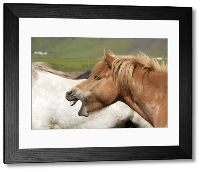 Framed Print : Picture No. 10983952 Framed Print : Picture No. 10983952