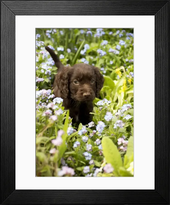 Framed Print : Picture No. 10983972 Framed Print : Picture No. 10983972