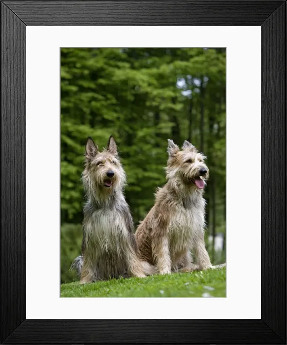 Framed Print : Picture No. 10983978 Framed Print : Picture No. 10983978