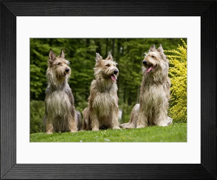 Framed Print : Picture No. 10983977 Framed Print : Picture No. 10983977