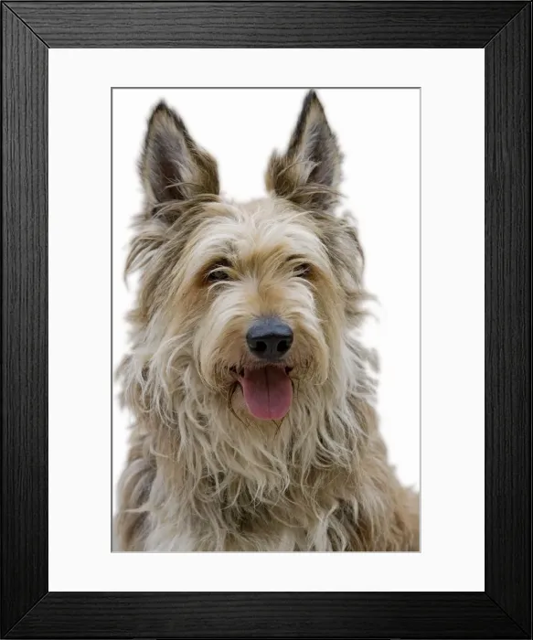 Framed Print : Picture No. 10983982 Framed Print : Picture No. 10983982