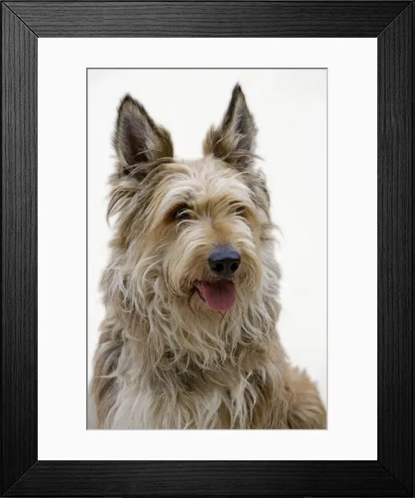 Framed Print : Picture No. 10983981 Framed Print : Picture No. 10983981