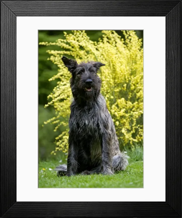 Framed Print : Picture No. 10983983 Framed Print : Picture No. 10983983