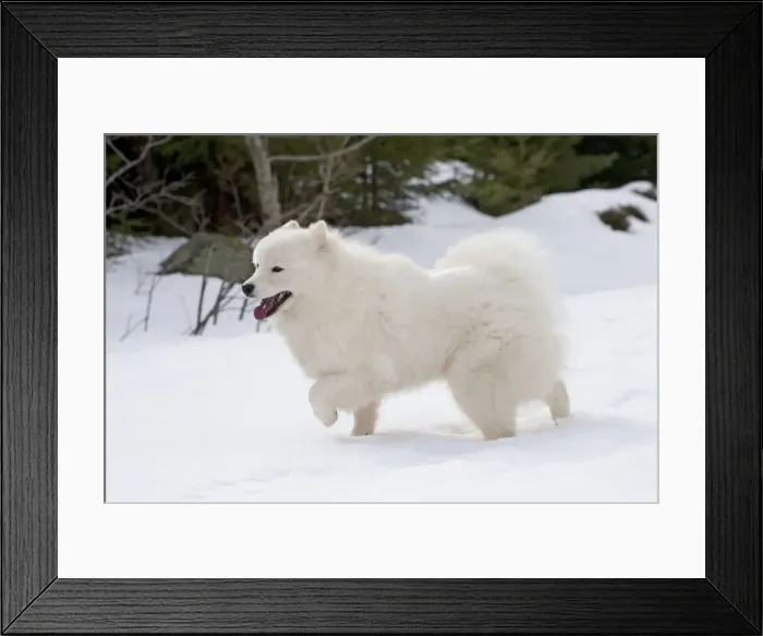 Framed Print : Picture No. 10983991