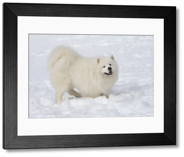 Framed Print : Picture No. 10983990 Framed Print : Picture No. 10983990