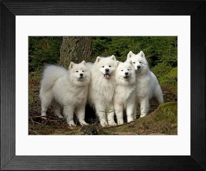 Framed Print : Picture No. 10983997 Framed Print : Picture No. 10983997