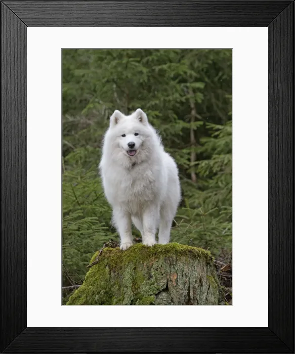 Framed Print : Picture No. 10983994 Framed Print : Picture No. 10983994
