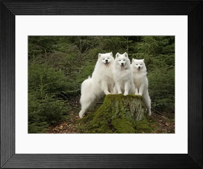 Framed Print : Picture No. 10983998 Framed Print : Picture No. 10983998