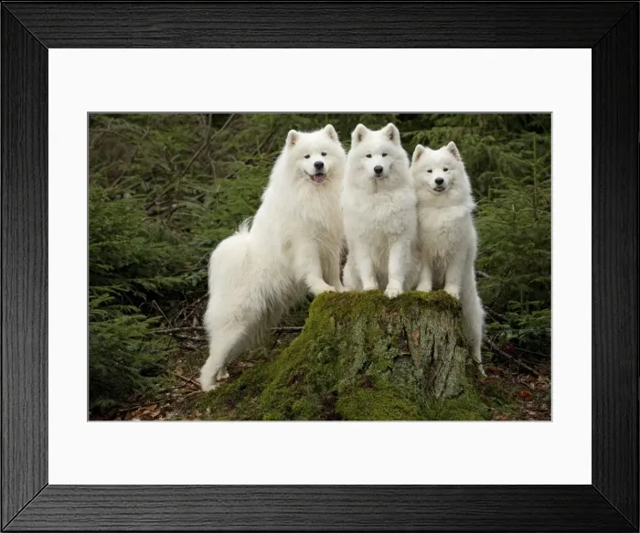 Framed Print : Picture No. 10983999 Framed Print : Picture No. 10983999