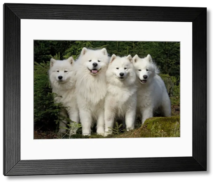 Framed Print : Picture No. 10983996