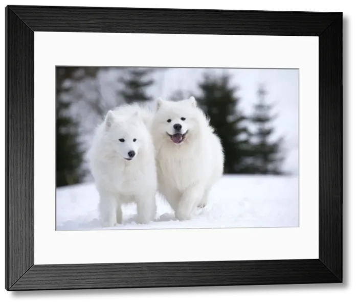 Framed Print : Picture No. 10984001
