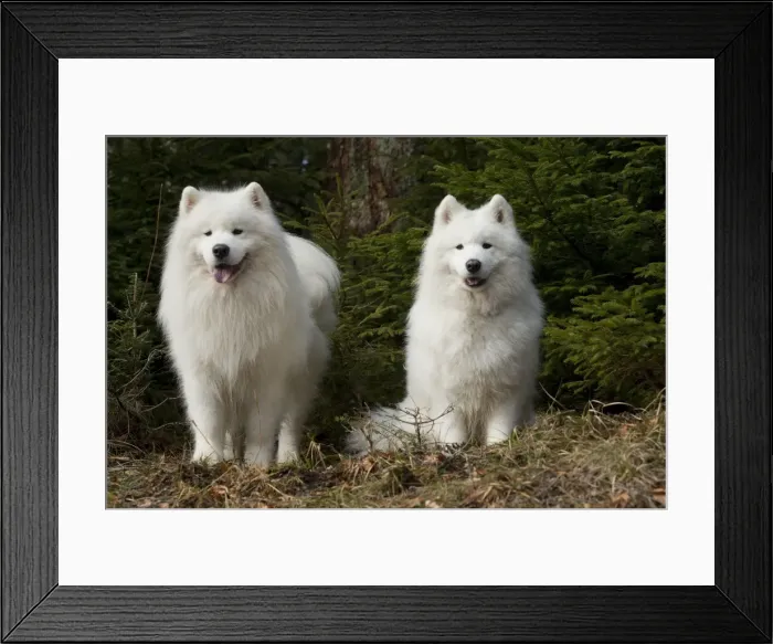 Framed Print : Picture No. 10984004 Framed Print : Picture No. 10984004