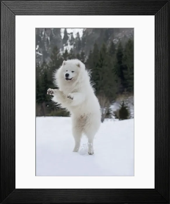 Framed Print : Picture No. 10984008 Framed Print : Picture No. 10984008