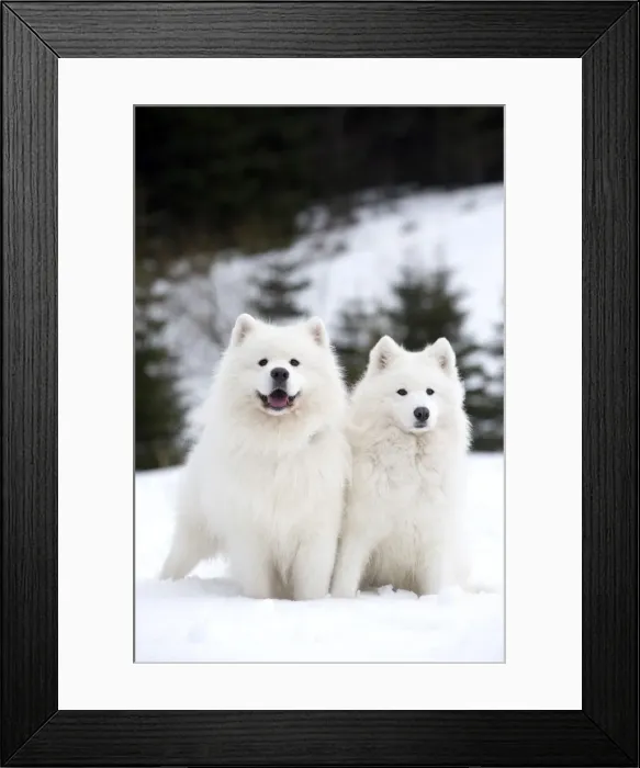 Framed Print : Picture No. 10984011 Framed Print : Picture No. 10984011