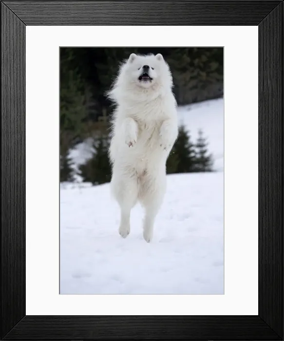 Framed Print : Picture No. 10984007 Framed Print : Picture No. 10984007