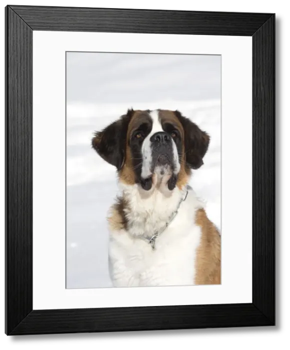 Framed Print : Picture No. 10984015 Framed Print : Picture No. 10984015