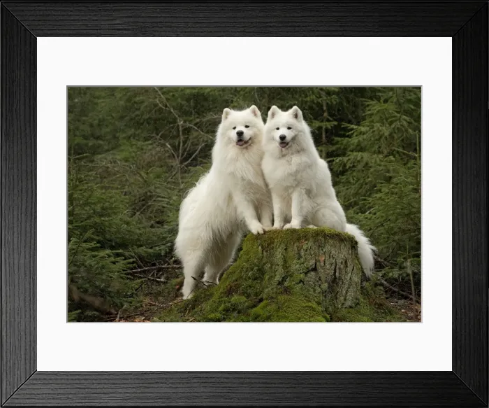Framed Print : Picture No. 10984003 Framed Print : Picture No. 10984003