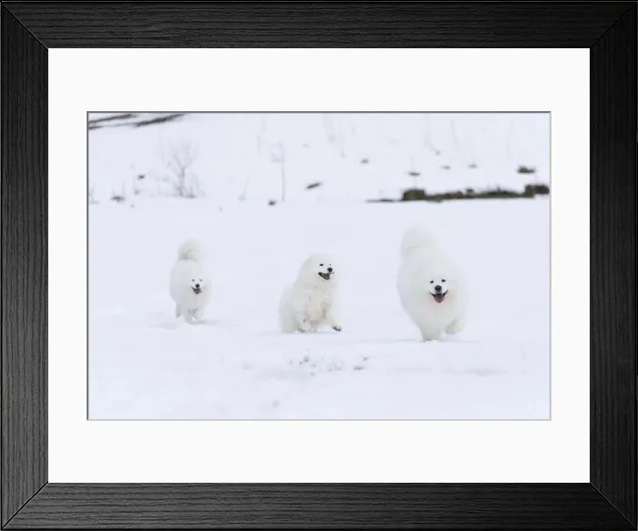 Framed Print : Picture No. 10984012 Framed Print : Picture No. 10984012