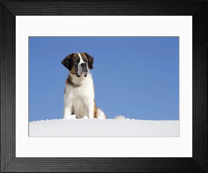 Framed Print : Picture No. 10984018 Framed Print : Picture No. 10984018