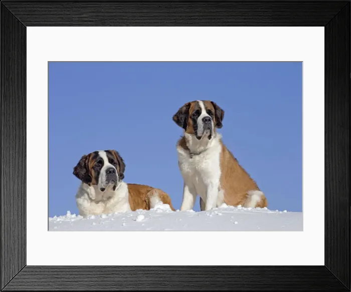 Framed Print : Picture No. 10984020 Framed Print : Picture No. 10984020