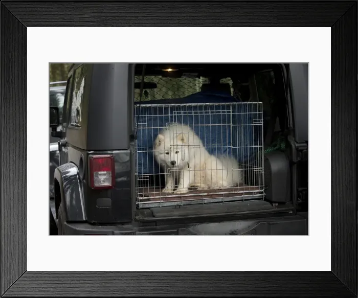 Framed Print : Picture No. 10984013 Framed Print : Picture No. 10984013