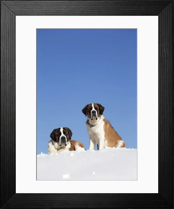 Framed Print : Picture No. 10984021
