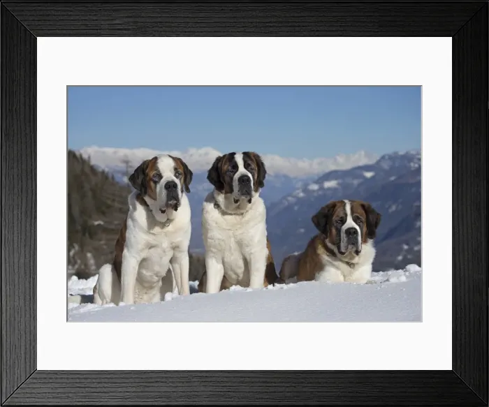 Framed Print : Picture No. 10984022 Framed Print : Picture No. 10984022